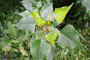 populus nigra (2) (1200 x 800).jpg_product_product_product